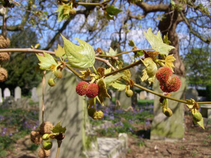 Botany Of Plane Trees